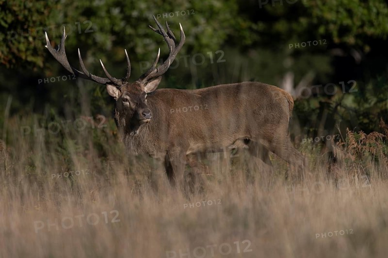 Red deer at the rutting 2025, London, Great Britain