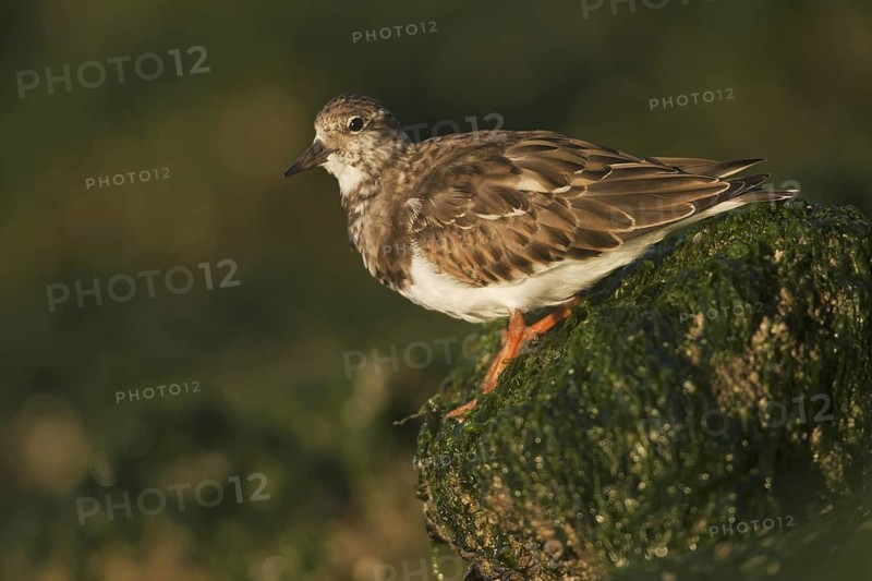 Ruddy Turnstone (Arenaria interpres), Netherlands