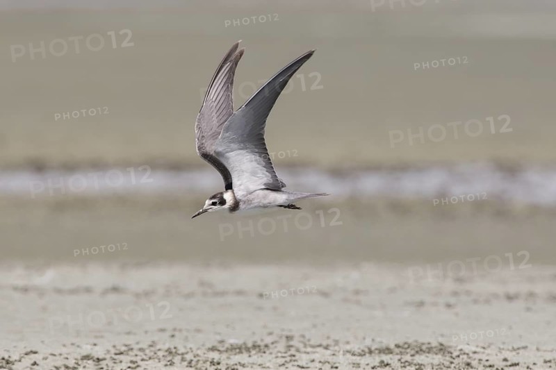 Black Tern (Chlidonias niger) flying, California, USA