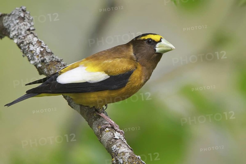 Evening Grosbeak (Hesperiphona vespertina) male, British Columbia, Canada