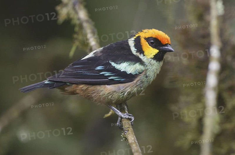 Flame-faced Tanager (Tangara parzudakii), Pichincha, Ecuador