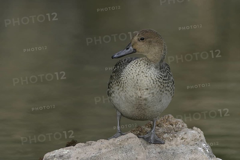 Northern Pintail (Anas acuta) female, Arizona, USA