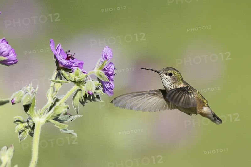 Calliope Hummingbird (Selasphorus calliope) flying, Montana, USA
