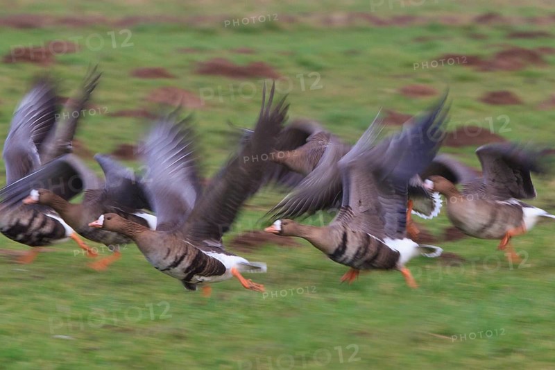 Greater White-fronted Goose (Anser albifrons) flying, North Rhine-Westphalia, Germany