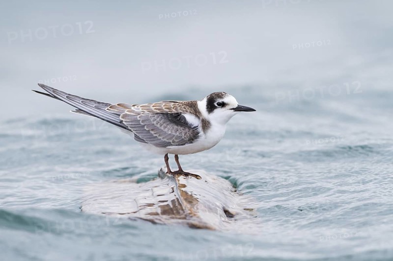 Black Tern (Chlidonias niger), Baden-Wuerttemberg, Germany