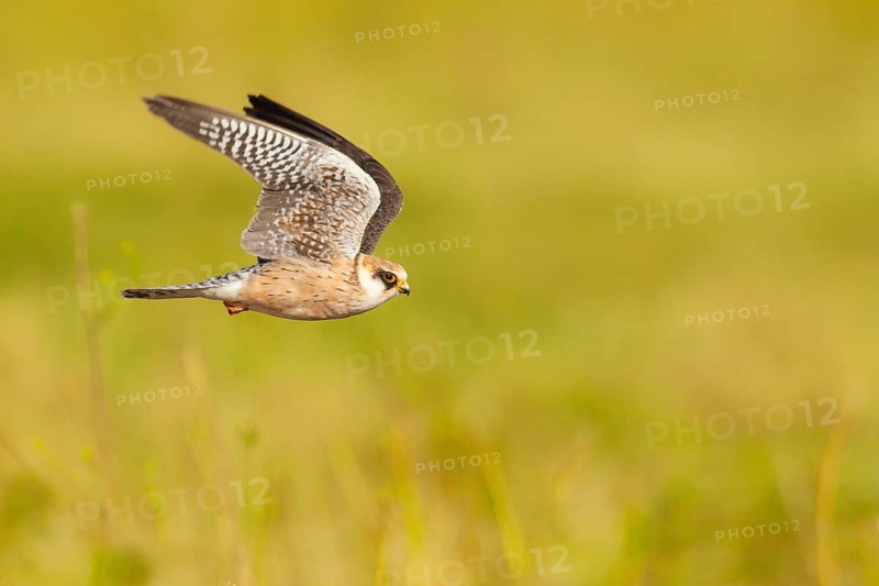 Red-footed Falcon (Falco vespertinus) female flying, Lisbon, Portugal