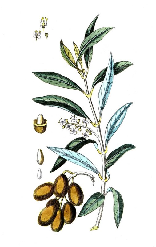Olea euroaea, olive, olive tree, digital reproduction of a historical original, between 1790 and 1810