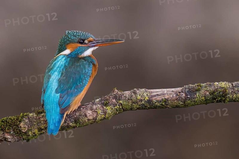 Common Kingfisher (Alcedo atthis) female perched on a branch, Lower Saxony, Germany