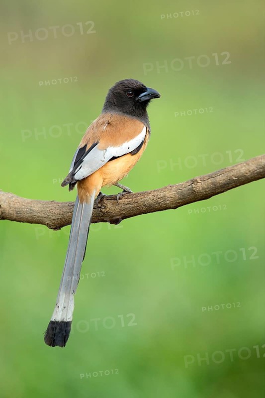 Rufous Treepie (Dendrocitta vagabunda) perched on a branch, Kerala, India