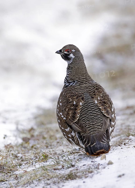 Spruce Grouse (Falcipennis canadensis) male, Saskatchewan, Canada