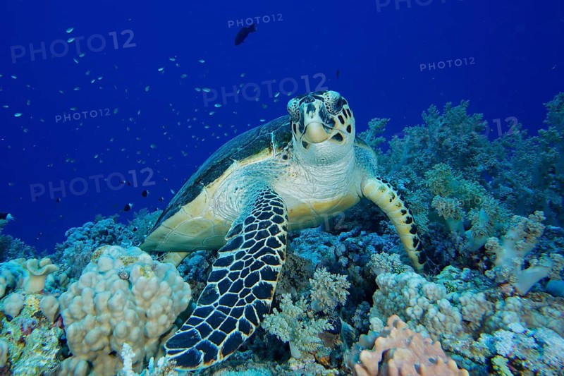 Hawksbill sea turtle (Eretmochelys imbricata)