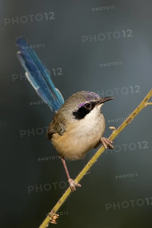 Purple-crowned Fairywren (Malurus coronatus) male, Western Australia, Australia
