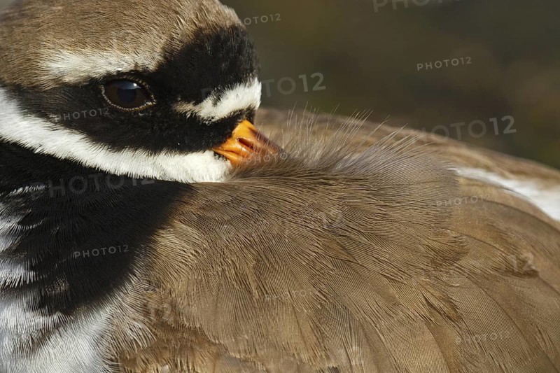 Common Ringed Plover (Charadrius hiaticula), Asturias, Spain