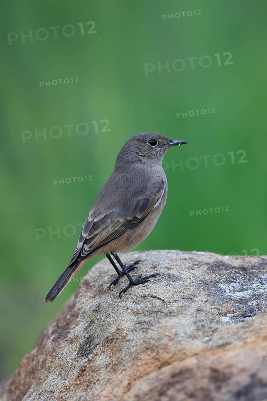 Rusty-tailed Wheatear, (Oenanthe familiaris), adult, alert, Mountain Zebra National Park, South Africa