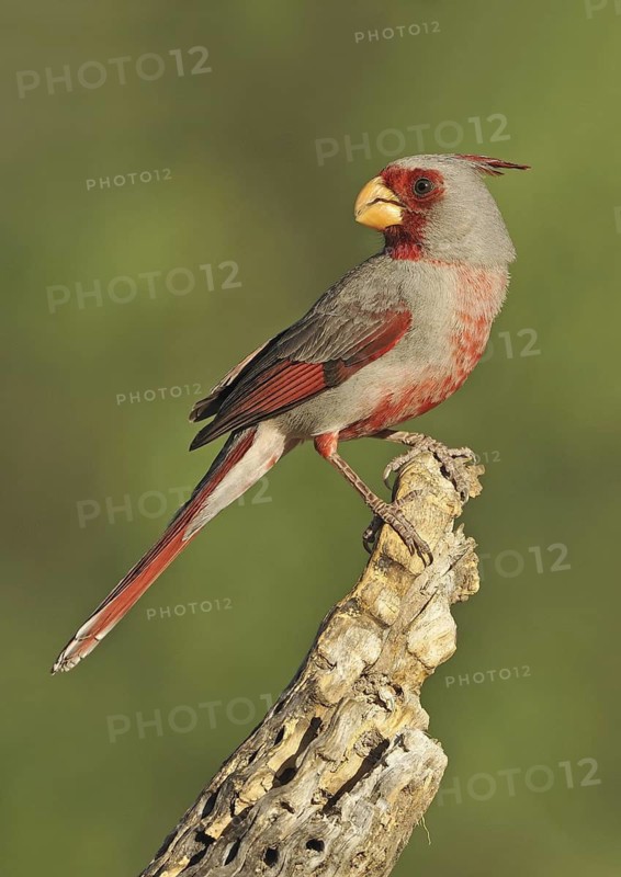 Pyrrhuloxia (Cardinalis sinuatus) male, Texas, USA