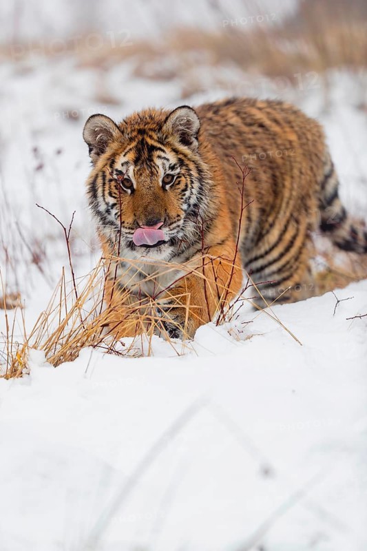 One young Siberian Tiger, Panthera tigris altaica, running over snowy meadow with dense fog in the background