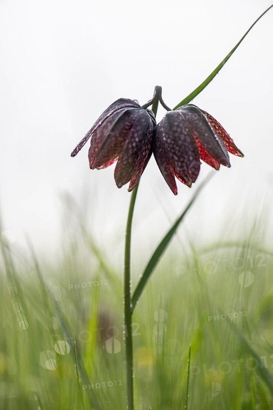 Chequerboard flowers (Fritillaria meleagris), Lower Saxony, Germany