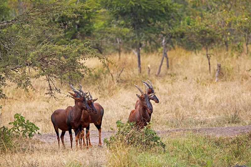 Serengeti Topis (Damaliscus korrigum jimela), antelopes, Akagera National Park or Kagera National Park, Eastern Province, Rwanda