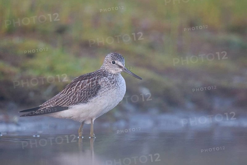 Common Greenshank (Tringa nebularia), North Rhine-Westphalia, Germany