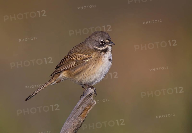 Bell's Sparrow (Artemisiospiza belli), California, USA