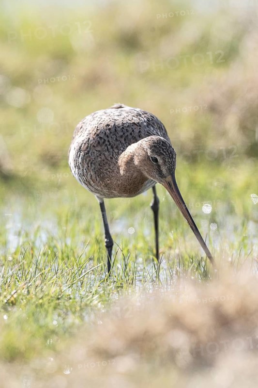 Black-tailed godwit (Limosa limosa), Lower Saxony, Germany