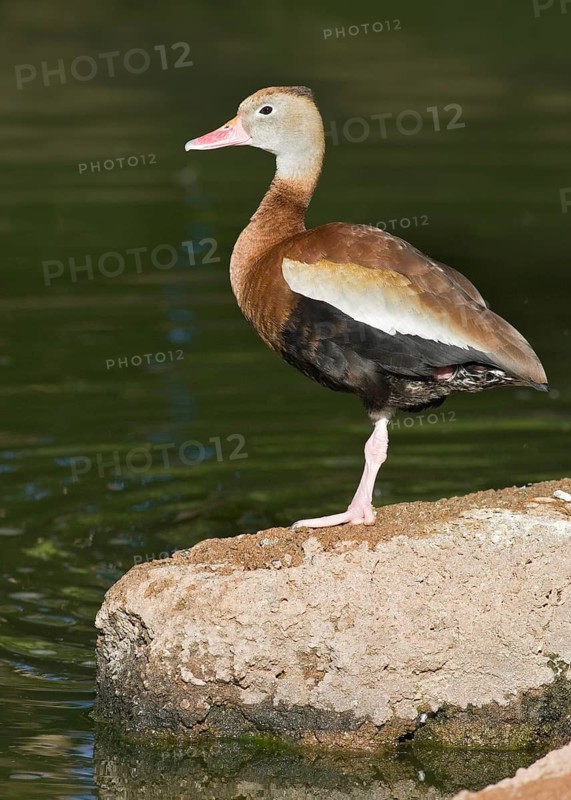 Black-bellied Whistling Duck (Dendrocygna autumnalis), Arizona, USA