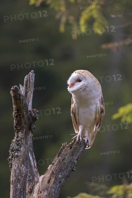 One barn owl (Tyto alba) sitting on top of a tree stump. A green forest in the distant background