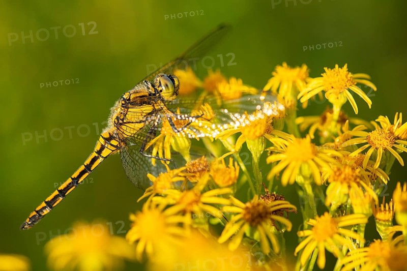 Marsh dragonfly (Sympetrum depressiusculum), Ahlhorn, Lower Saxony, Germany