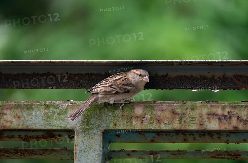 A house sparrow (Passer domesticus), Gazipur, Bangladesh