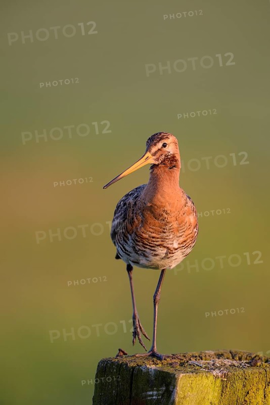 Uferschnepfe (Limosa limosa), Black-tailed Godwit, Altvogel auf Sitzwarte, im Morgenlicht, Mai, Nijkerk, Gelderland, Niederlande