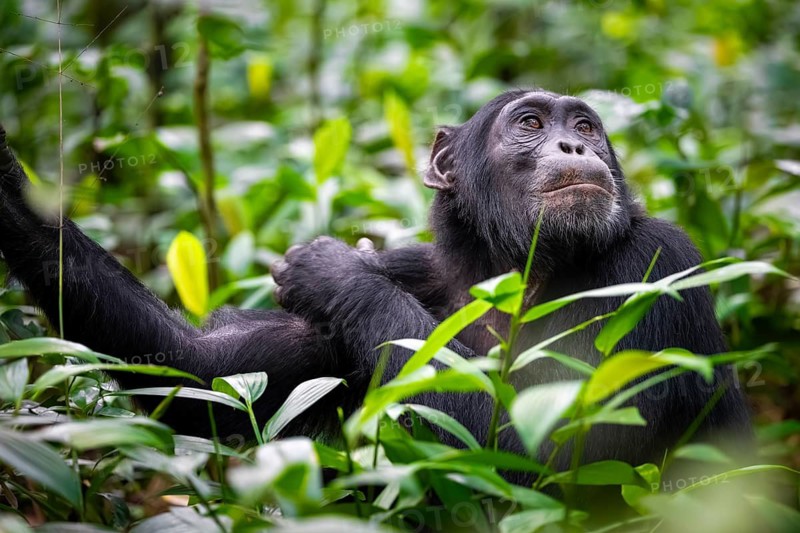 Animal portrait, chimpanzee (Pan Troglodytes) looking longingly, hopeful, adult male between leaves in the jungle, Kibale National Park, Uganda