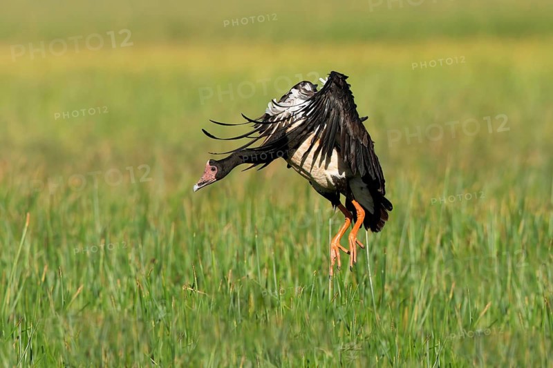 Magpie Goose (Anseranas semipalmata) landing, Queensland, Australia