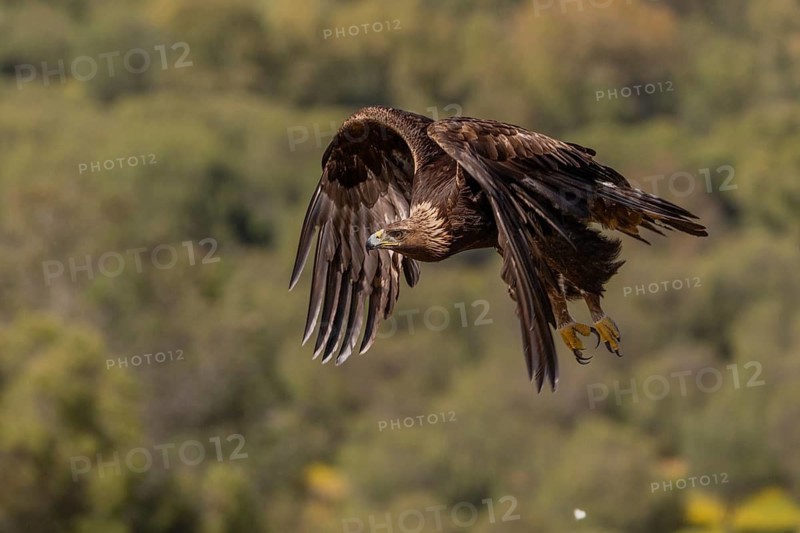 Golden eagle (Aquila chrysaetos), in flight, Andalusia, Spain