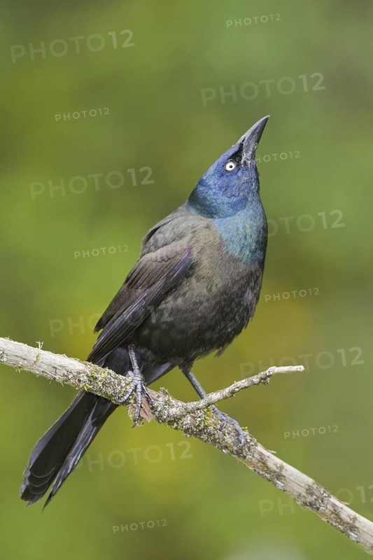 Common Grackle (Quiscalus quiscula), Ontario, Canada