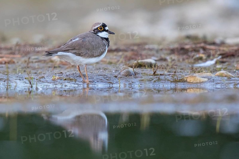Little Ringed Plover (Charadrius dubius) male, North Rhine-Westphalia, Germany