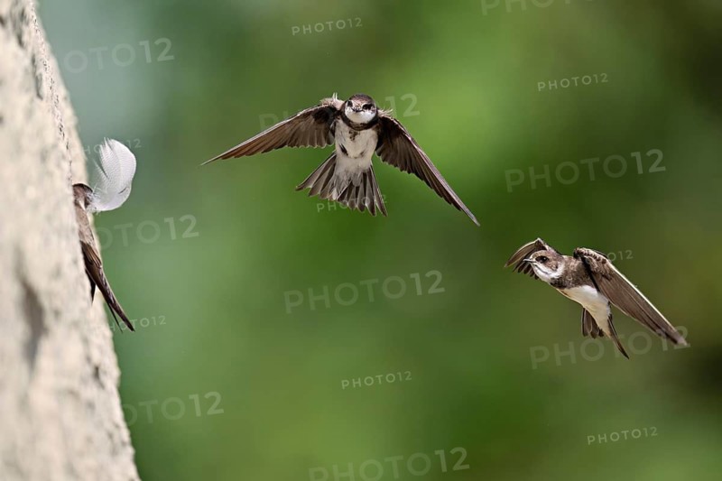 Sand martins (Riparia riparia), in flight, Reussegg nature reserve, Canton Aargau, Switzerland