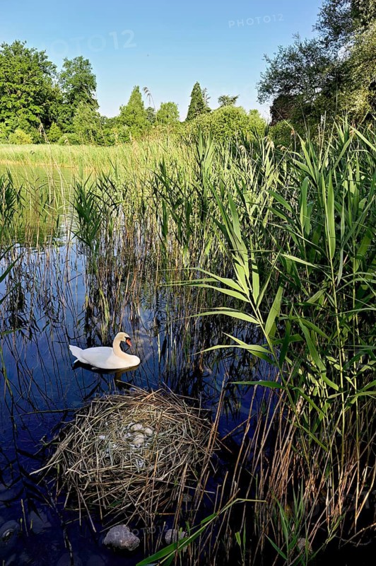 Mute swan (Cygnus olor), male swimming in front of nest with four eggs, Cham, Lake Zug, Canton Zug, Switzerland