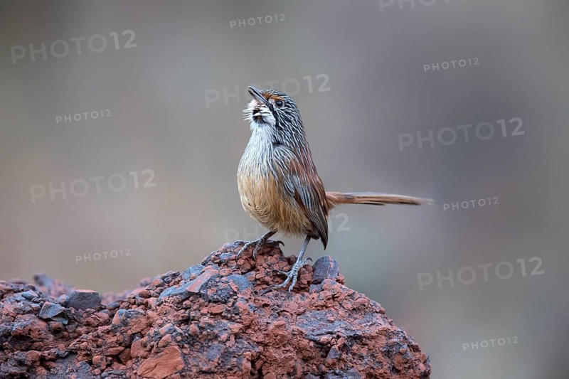 Striated Grasswren (Amytornis striatus whitei) singing from a rock, Western Australia, Australia
