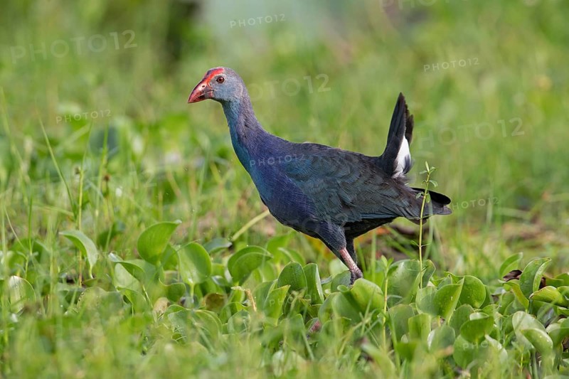 Grey-headed Swamphen (Porphyrio poliocephalus) foraging, Sri Lanka