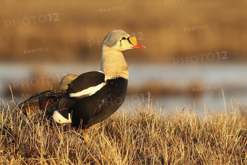 King Eider (Somateria spectabilis) pair, Alaska, USA