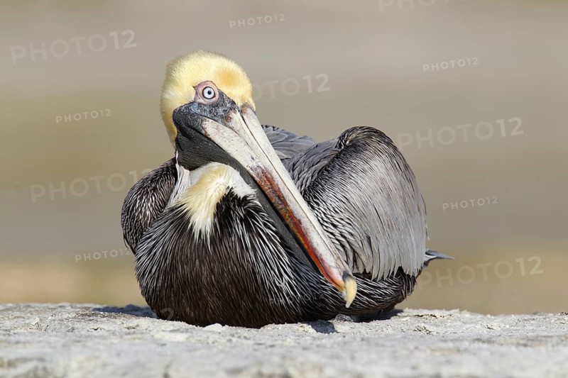 Brown Pelican (Pelecanus occidentalis), Florida, USA