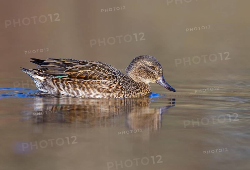 Green-winged Teal (Anas carolinensis) female, British Columbia, Canada