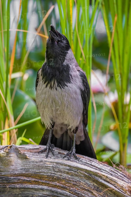 An adult hooded crow (Corvus cornix), sits on a branch in a garden pond