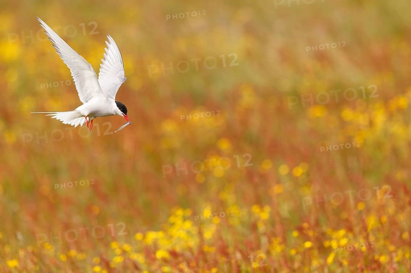 Arctic Tern (Sterna paradisaea) flying over flowering meadow, Iceland