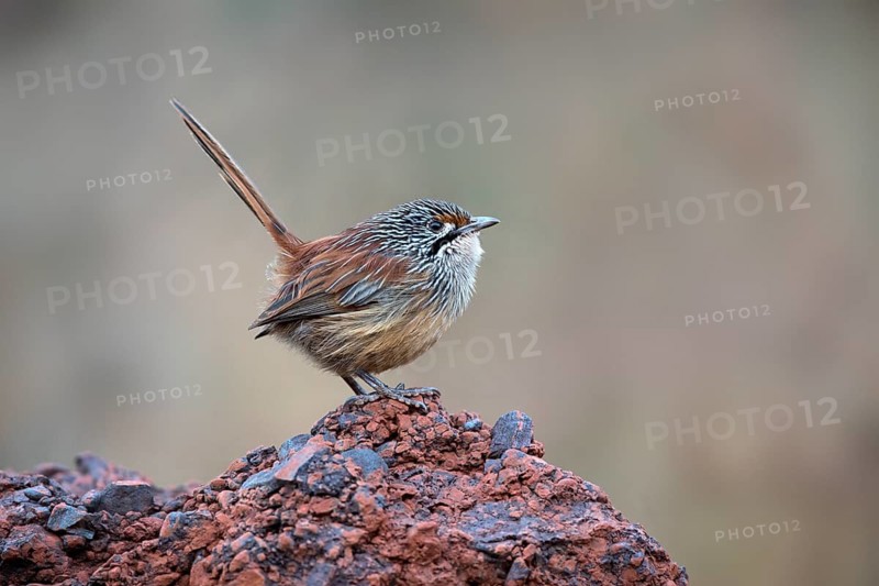 Striated Grasswren (Amytornis striatus whitei) perched on a rock, Western Australia, Australia