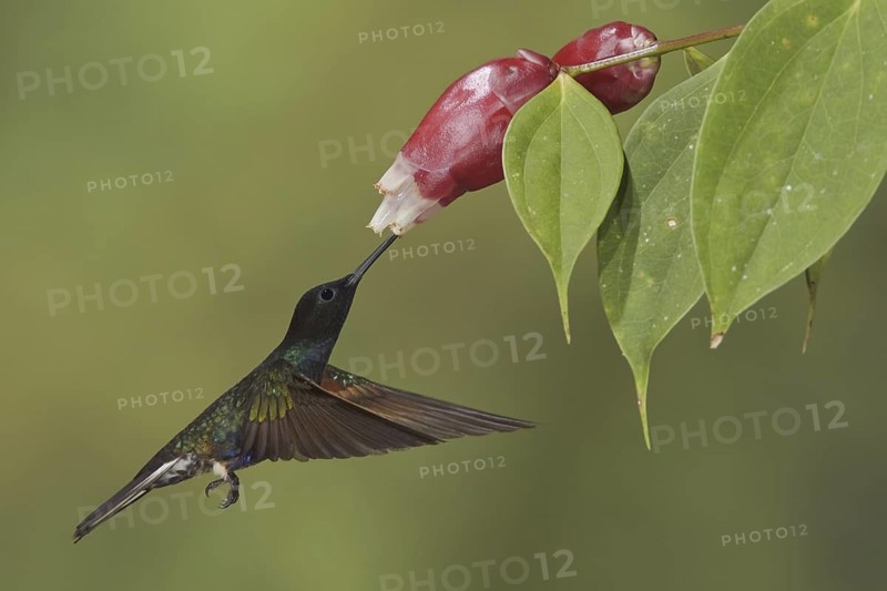 Velvet-purple Coronet (Boissonneaua jardini), Ecuador