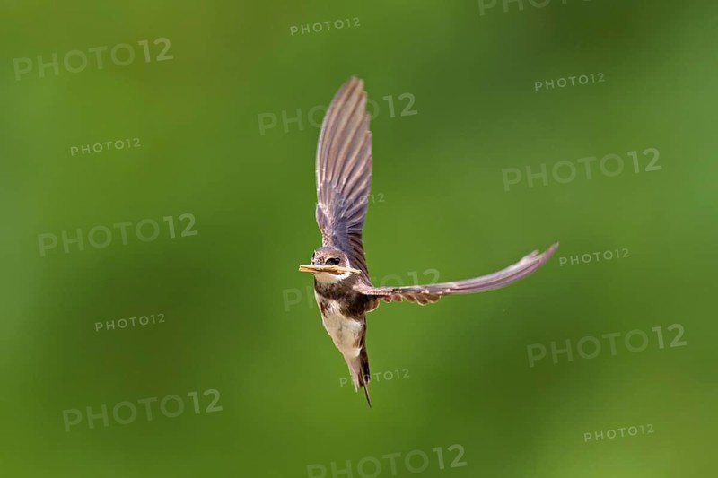 Sand martin (Riparia riparia), in flight with nesting material in its beak, Reussegg nature reserve, Canton Aargau, Switzerland