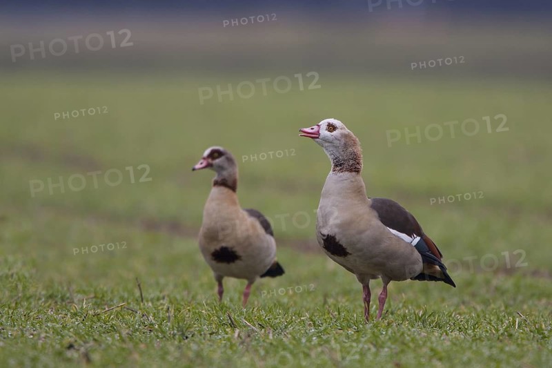Egyptian Goose (Alopochen aegyptiaca) pair, North Rhine-Westphalia, Germany