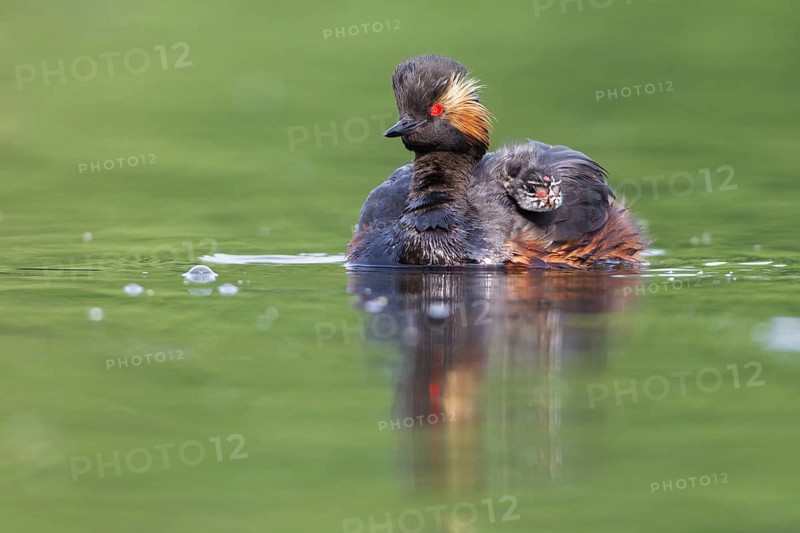 Podiceps nigricollis