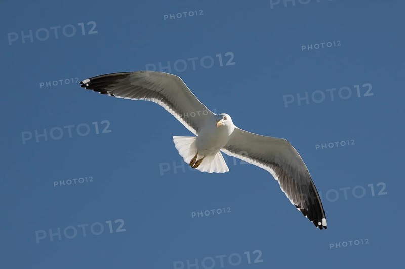 Herring Gull (Larus argentatus) in flight, North Friesland, Schleswig-Holstein, Germany